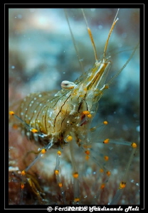 Shrimp by Ferdinando Meli 